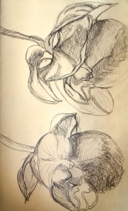 "Orchid Study #1"  Pencil on paper 