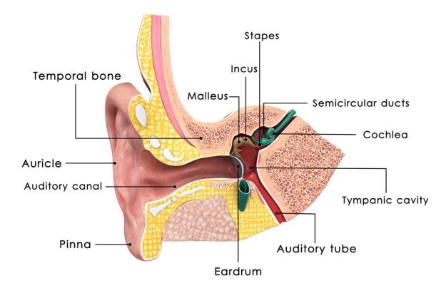 middle ear structure